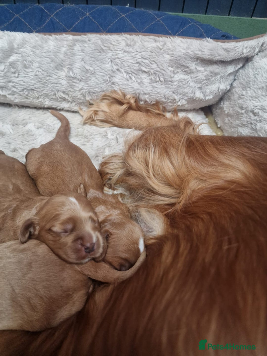 Cocker Spaniel dogs for sale: Beautiful cocker spaniel puppies - Image 3