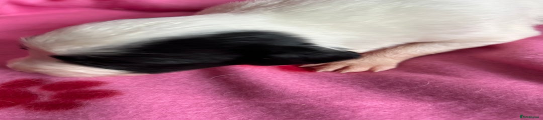 Sprollie Puppy 6