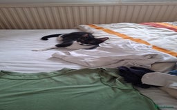 Mixed Breed cats for sale: Kittens  - Image 5