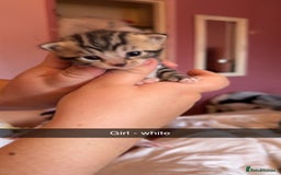British Longhair cats for sale: Beautiful kittens  - Image 4