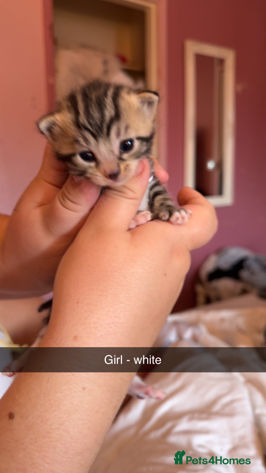 British Longhair cats for sale: Beautiful kittens  - Image 4