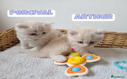 British Shorthair cats for sale: 🧡💙 British Longhair Babies 💙🧡 - Image 5