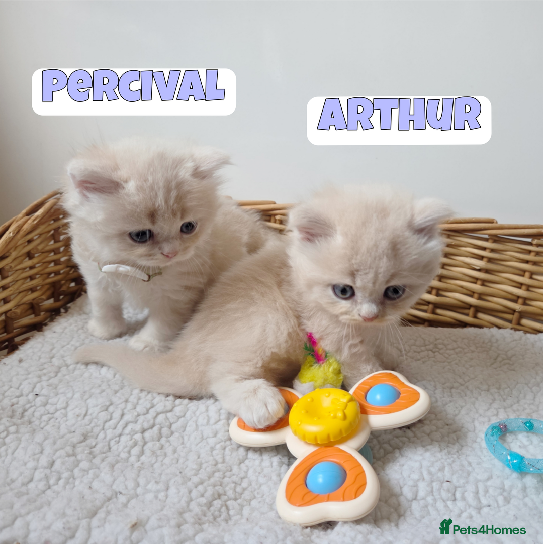 British Shorthair cats for sale: 🧡💙 British Longhair Babies 💙🧡 - Image 5
