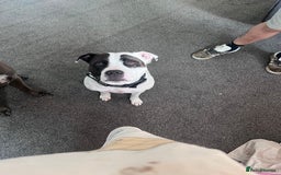Mixed Breed dogs for sale: Staffordshire bull terrier x Am staff - Image 6