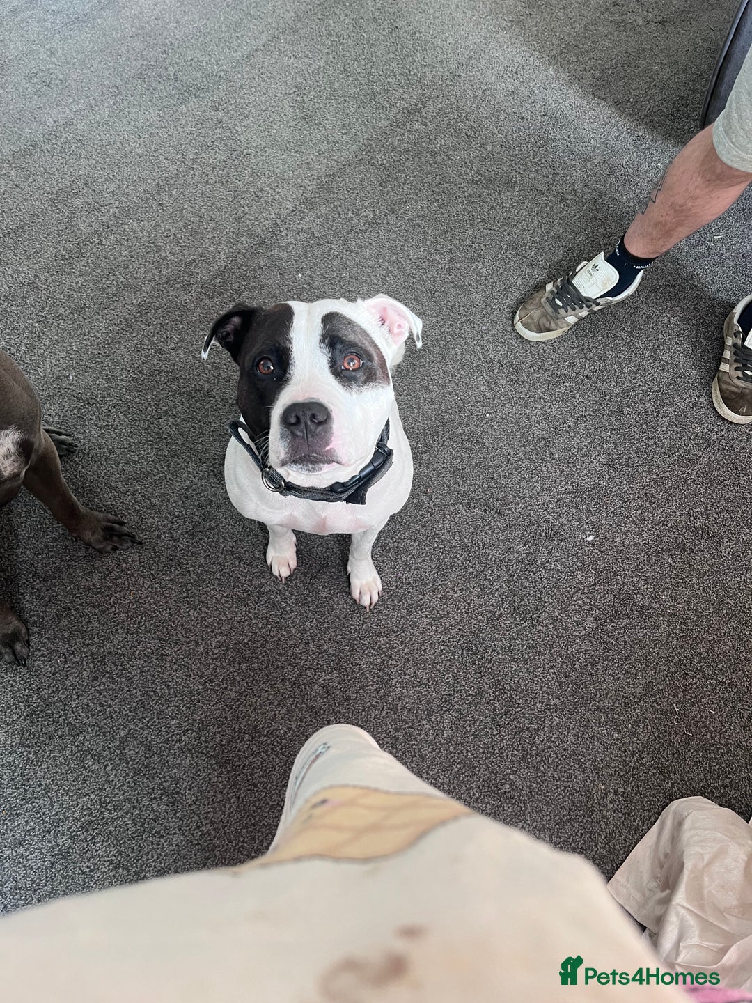 Mixed Breed dogs for sale: Staffordshire bull terrier x Am staff - Image 6