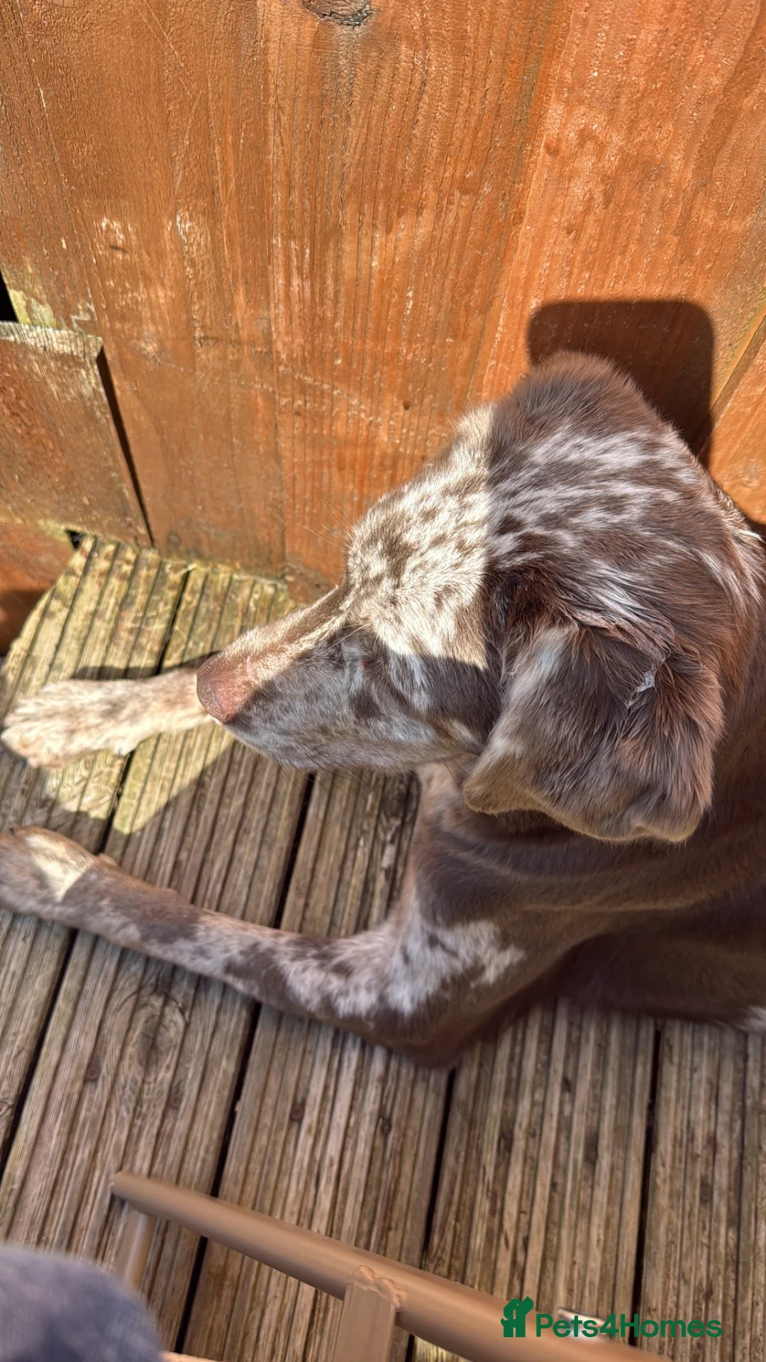 Mixed Breed dogs for sale: 18 month old X Labrador Merle - Advert 3