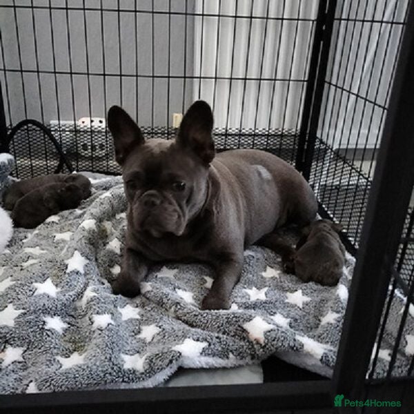 French Bulldog dogs French Bulldog Puppies - Advert 1