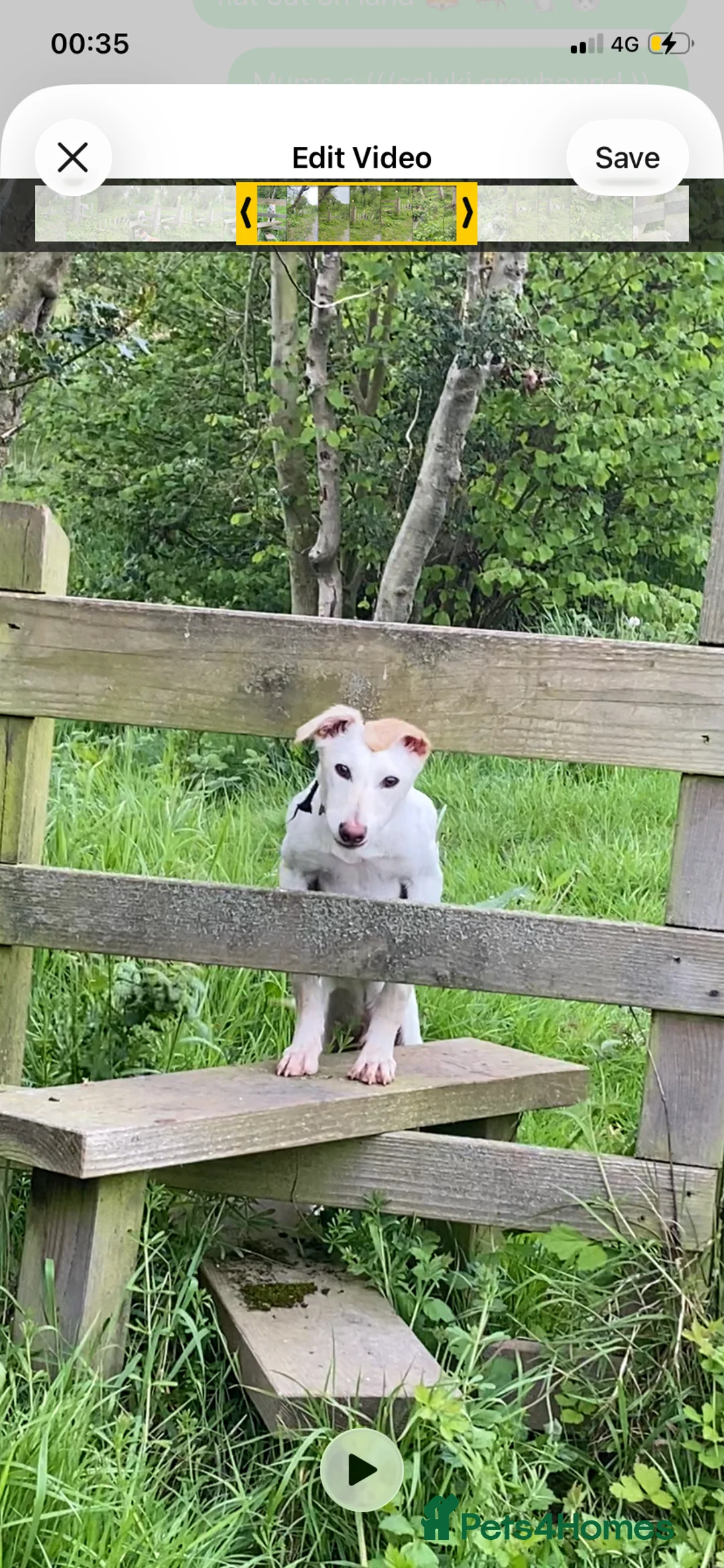 Saluki dogs for sale: Saluki Whippet Grey  - Advert 2