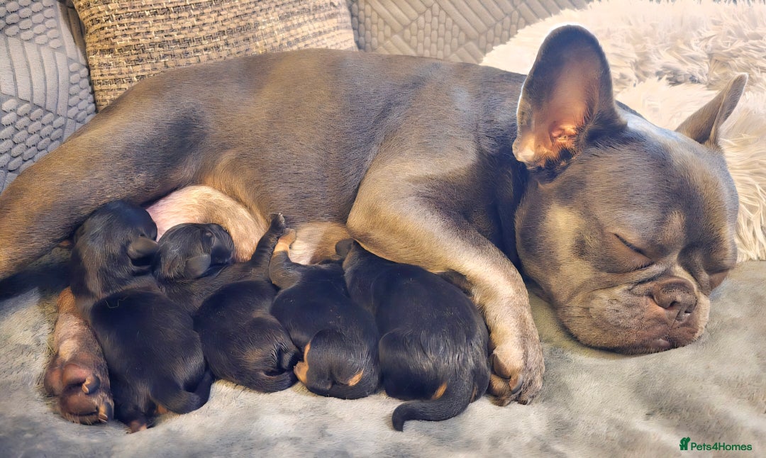 Mixed Breed dogs for sale: Frenchie x Miniature dachshund  - Advert 1