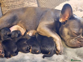 Mixed Breed dogs Frenchie x Miniature dachshund - Advert 1