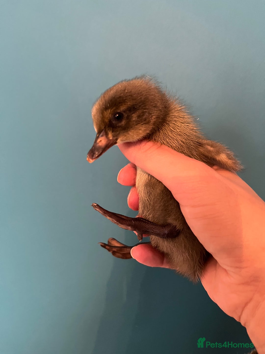 Ducks poultry for sale: Runner ducklings - Image 15