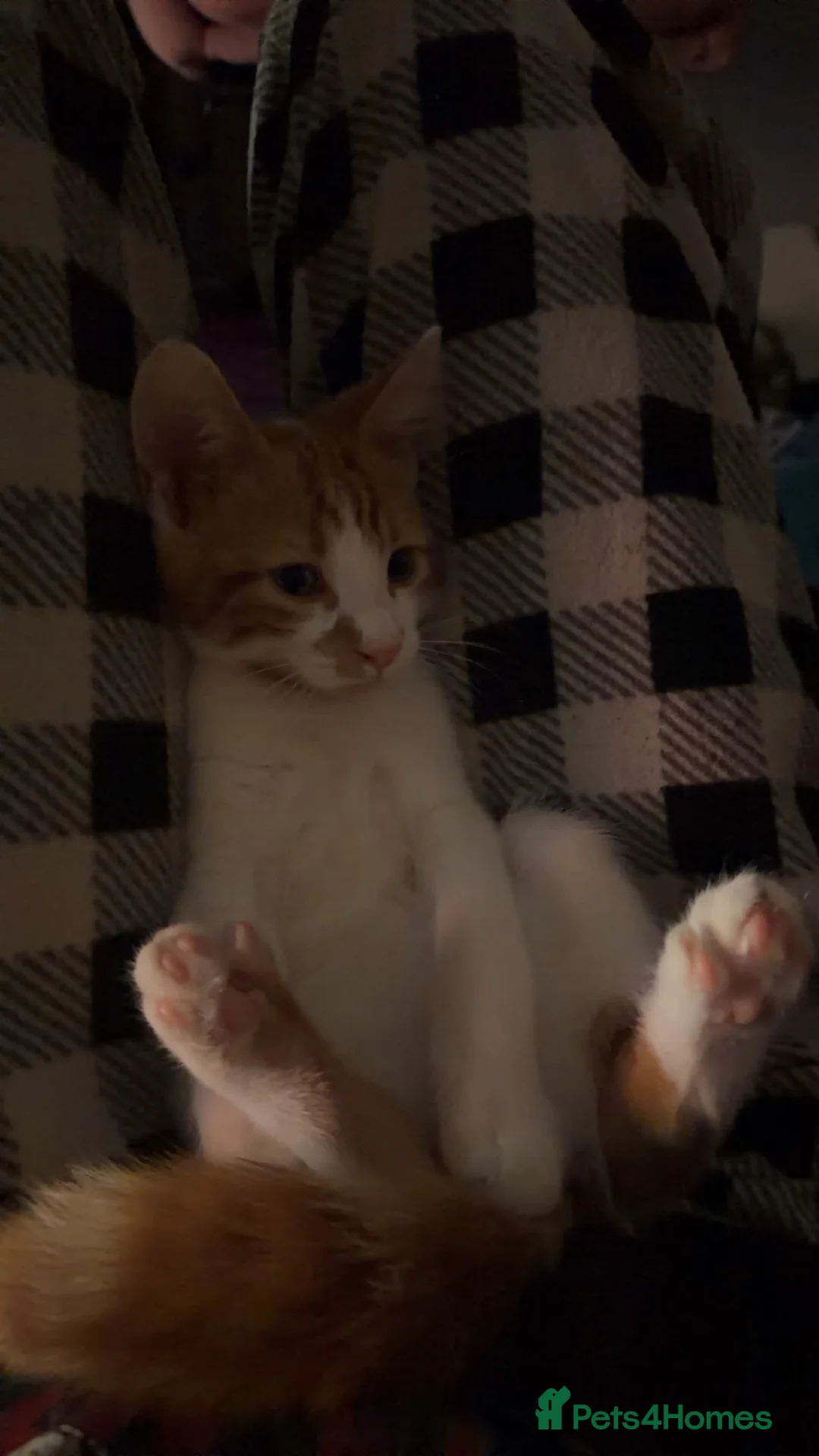 Mixed Breed cats for sale: Adorable kitten for sale!  - Advert 2