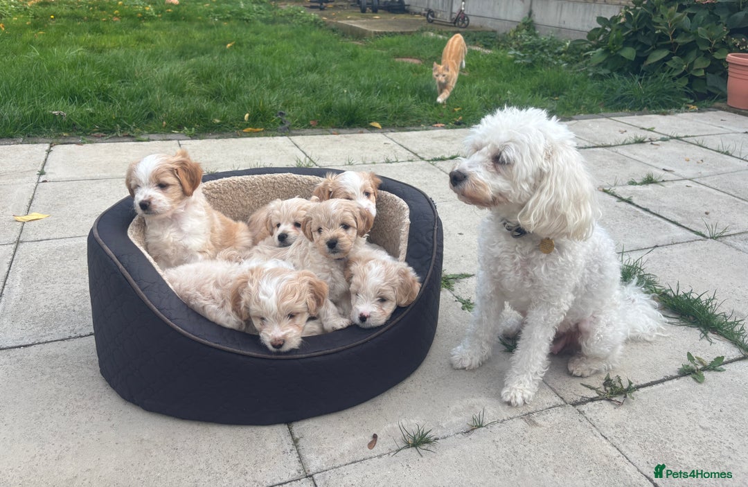 Mixed Breed dogs for sale: Peke-a-Chon puppies 🐶  - Advert 24