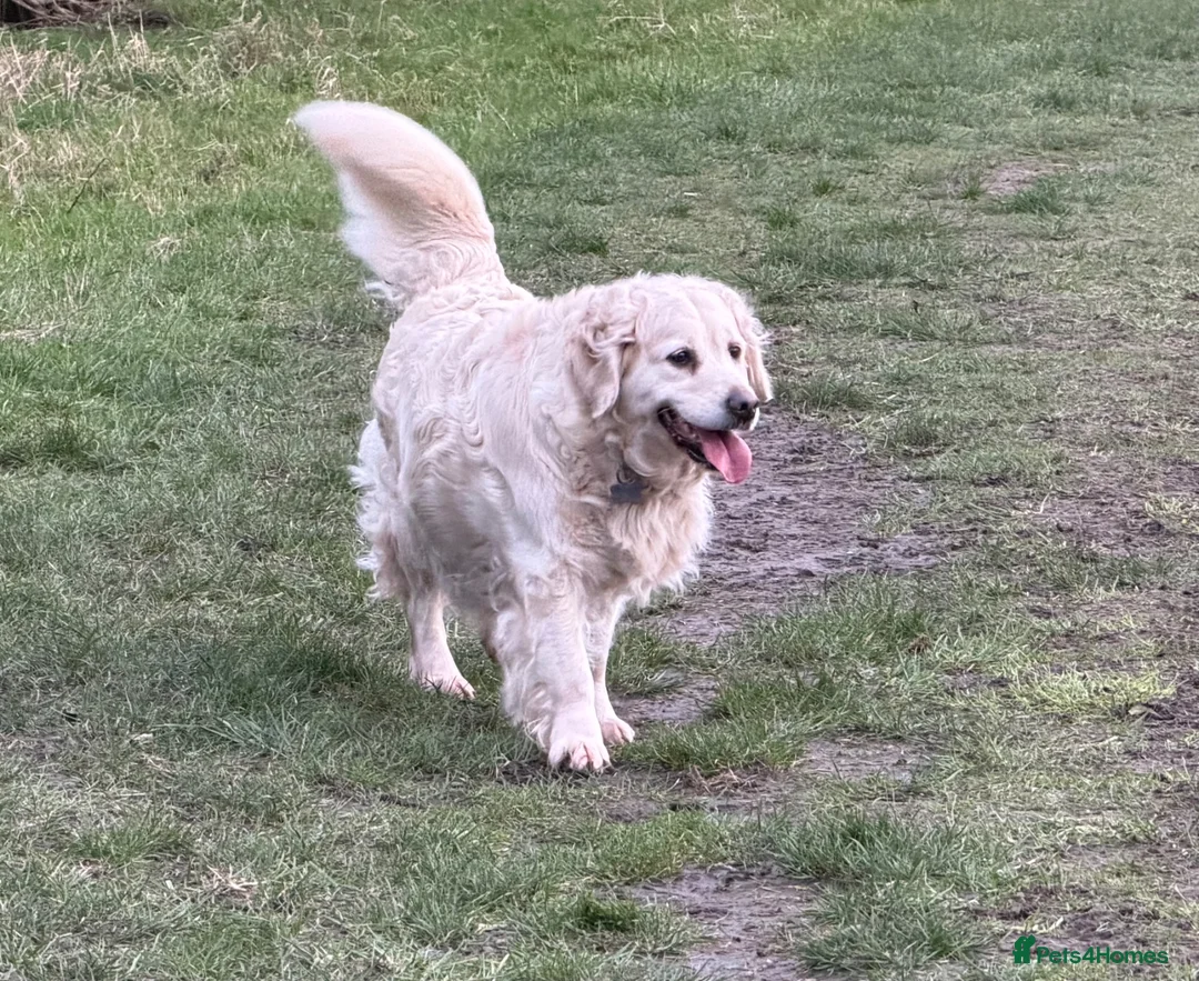 Golden Retriever dogs for sale: KC reg cream golden retriever pups - Advert 13