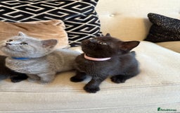 British Shorthair cats for sale: Rare black smoke British short hair kittens - Image 3