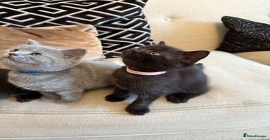 British Shorthair cats - Advert 9