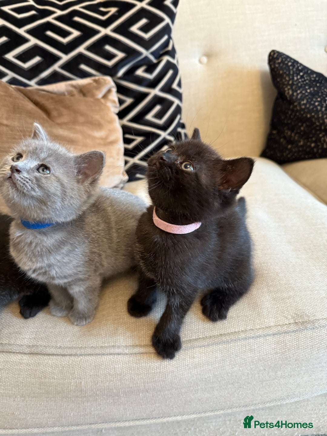 British Shorthair cats for sale: Rare black smoke British short hair kittens - Image 3