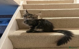 Maine Coon cats for sale: XL pure Maine coon Last female available 💖 in Wellingborough - Image 2