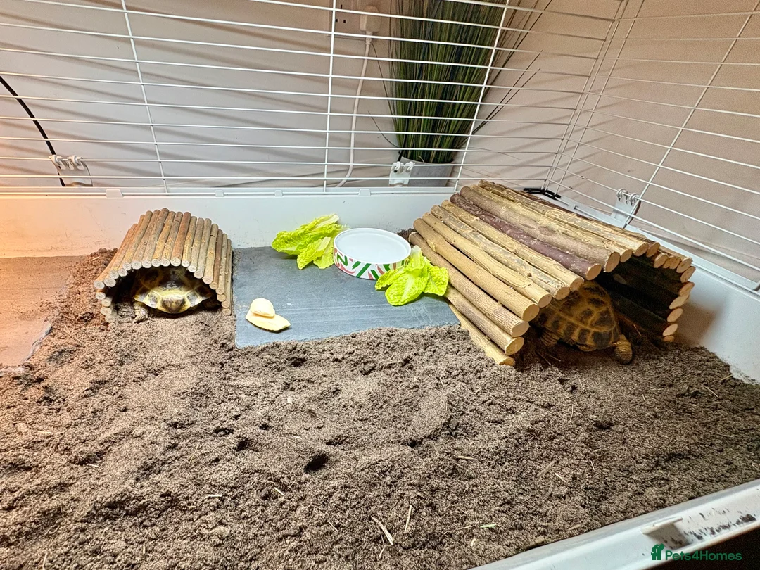 Tortoise reptiles for sale: Breeding Pair of Horsefield Tortoises + Enclosure+ - Advert 2