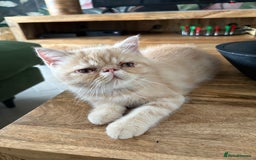 Exotic cats for sale: Last one Gorgeous Exotic boy ready now  - Image 13