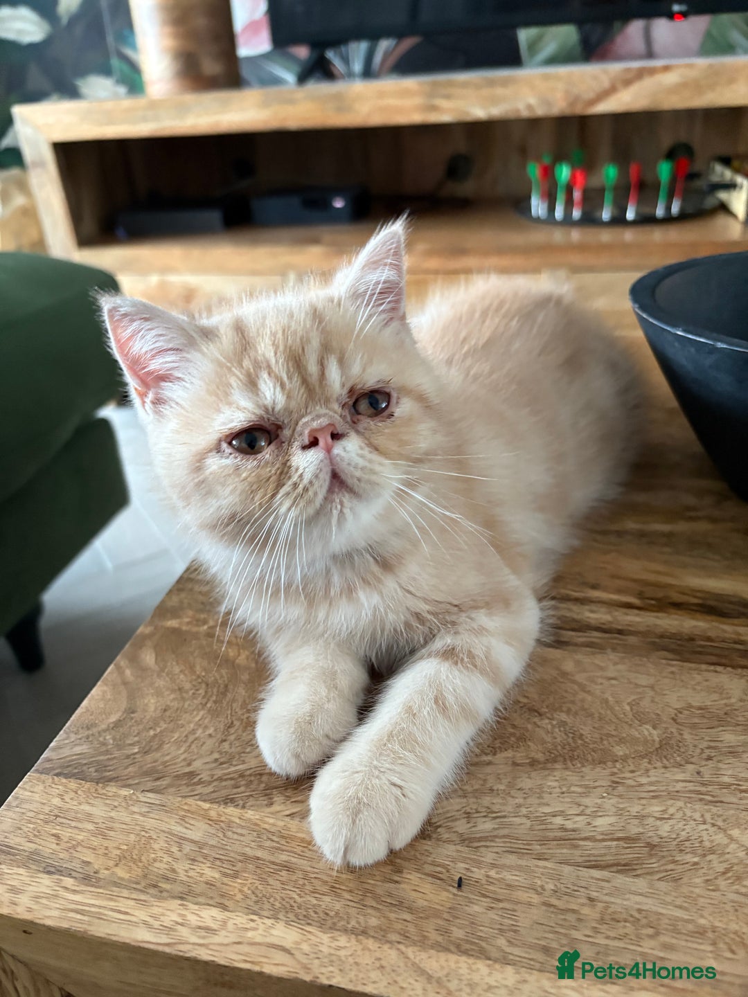 Exotic cats for sale: Last one Gorgeous Exotic boy ready now  - Image 13
