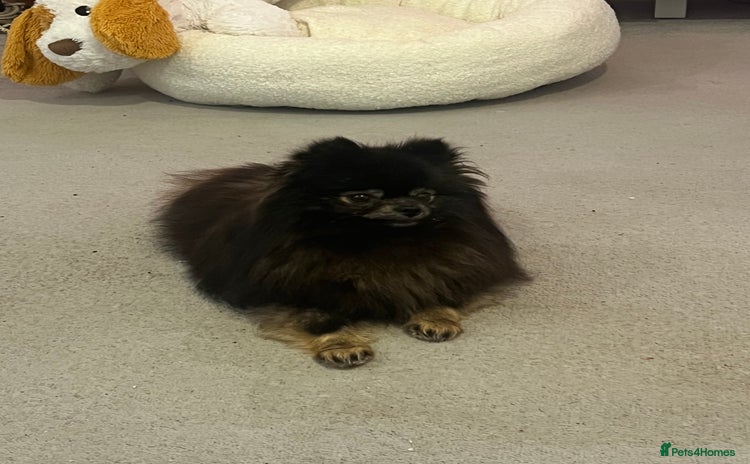 Pomeranian dogs - Advert 1