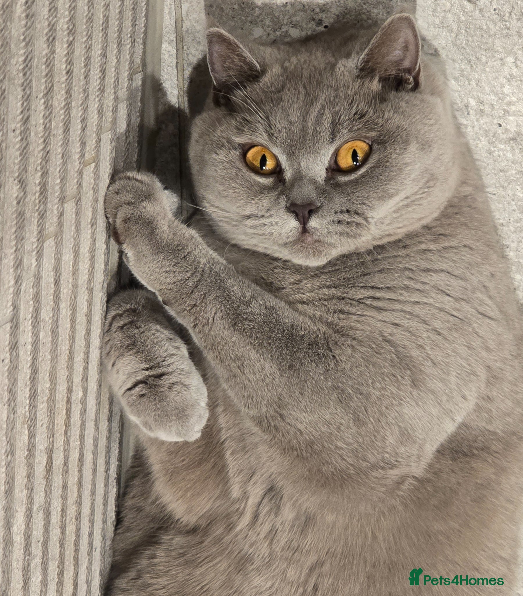 British Shorthair cats Beige/Grey British Shorthair Cat – 1 Year Old - Advert 2