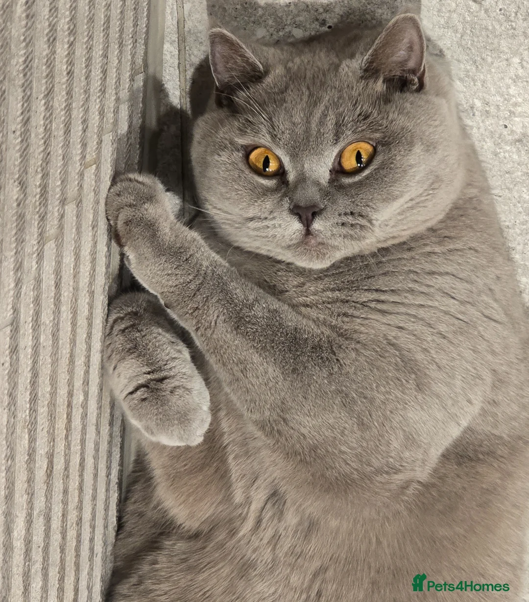 British Shorthair cats for sale: Beige/Grey British Shorthair Cat – 1 Year Old in Sheffield - Advert 1