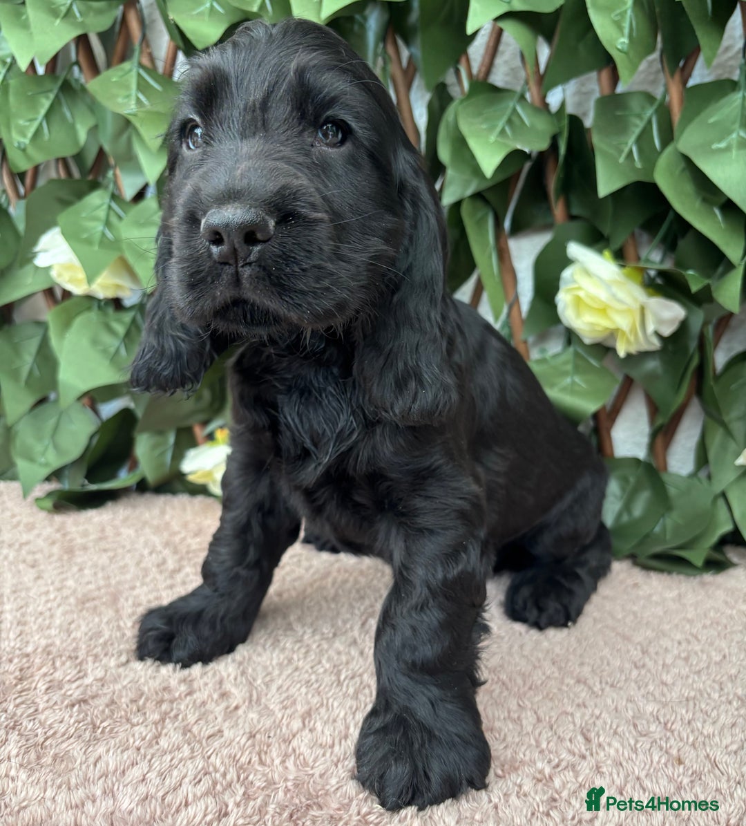 Cocker Spaniel dogs for sale: Last beautiful boy ! import line show cockers - Image 29