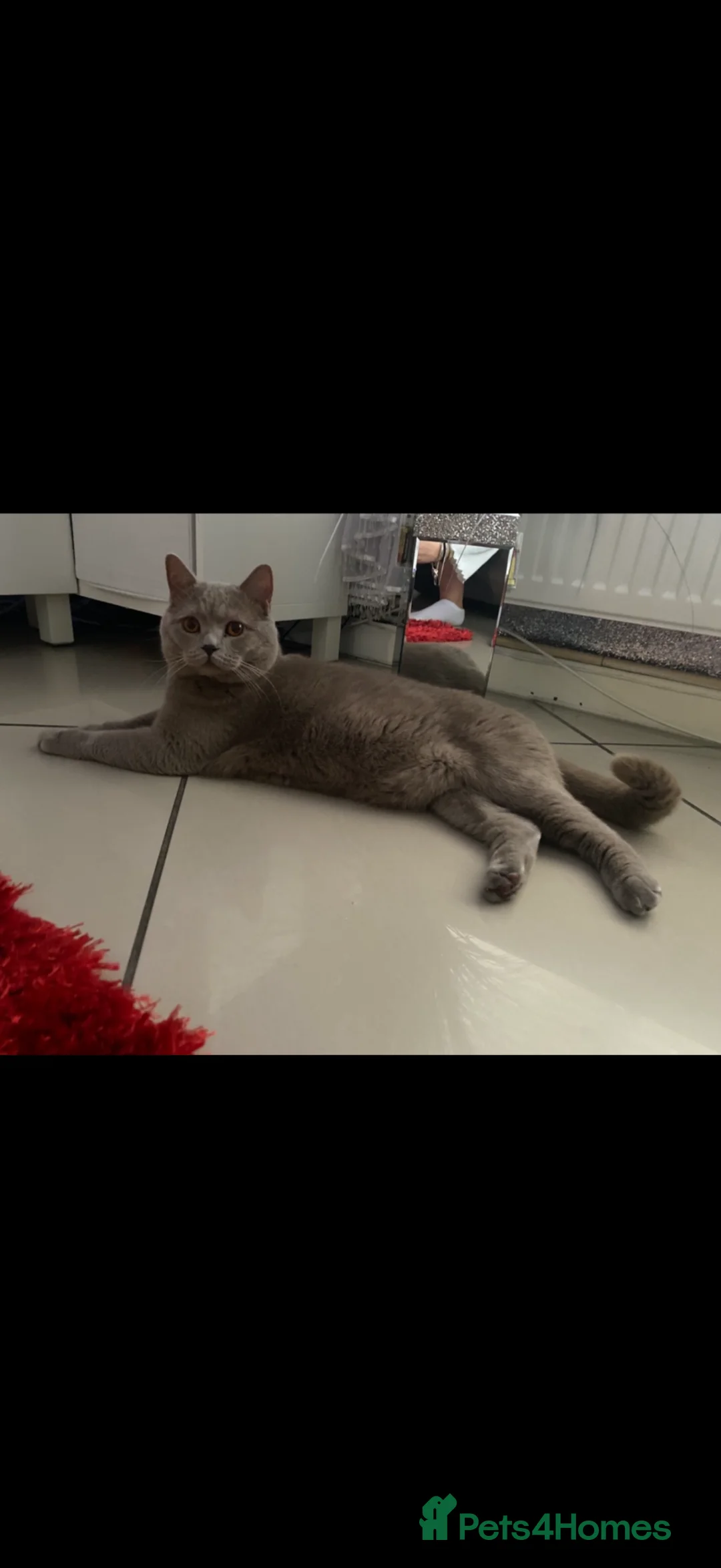 British Shorthair cats for sale: Beautiful British short hair male  - Advert 1