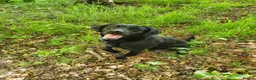 Labrador Retriever dogs for sale: WORKING BLACK LABRADOR PUPPIES-DRAKESHEAD LINE - Advert 7