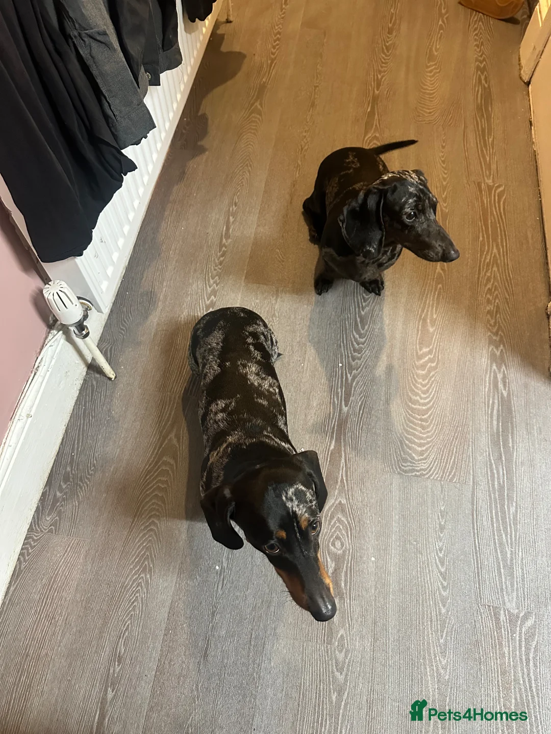 Miniature Dachshund dogs for sale: Patch& Coco miniature dachshunds  - Advert 1
