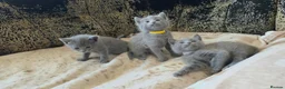 Russian Blue cats for sale: TICA full pedigree RUSSIAN BLUE kittens  - Advert 16