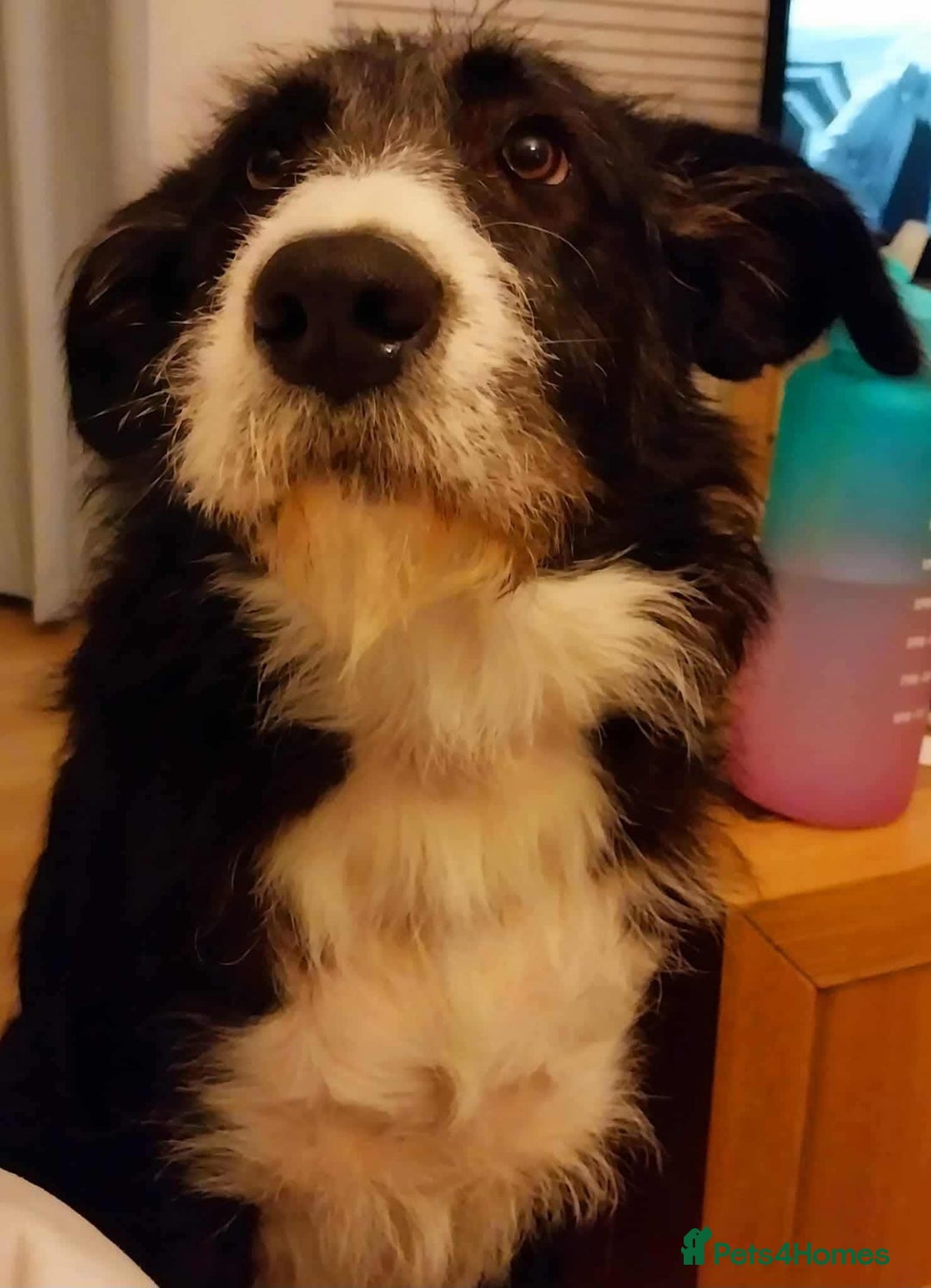 Mixed Breed dogs for adoption: Meet Mitzie, currently residing in Liverpool  - Image 10