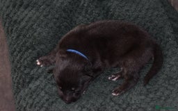 Shepsky dogs for sale: German shepherd x husky puppies - Image 2