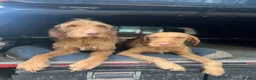 Hungarian Vizsla dogs for sale: KC Registered Hungarian Wirehaired Vizsla Puppies  in Wigan - Advert 9
