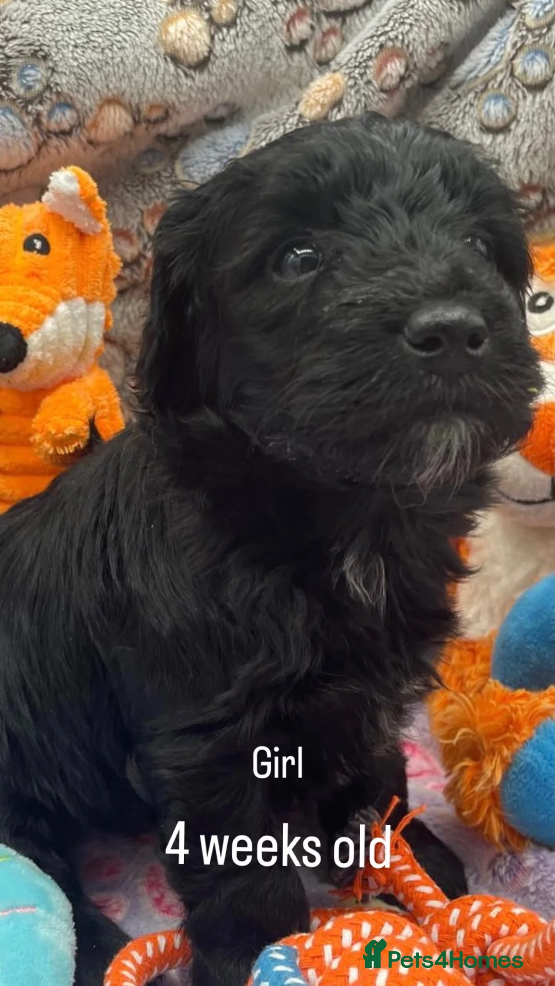 Goldendoodle dogs for sale: Golden Doodle F1b in Inverness - Advert 5