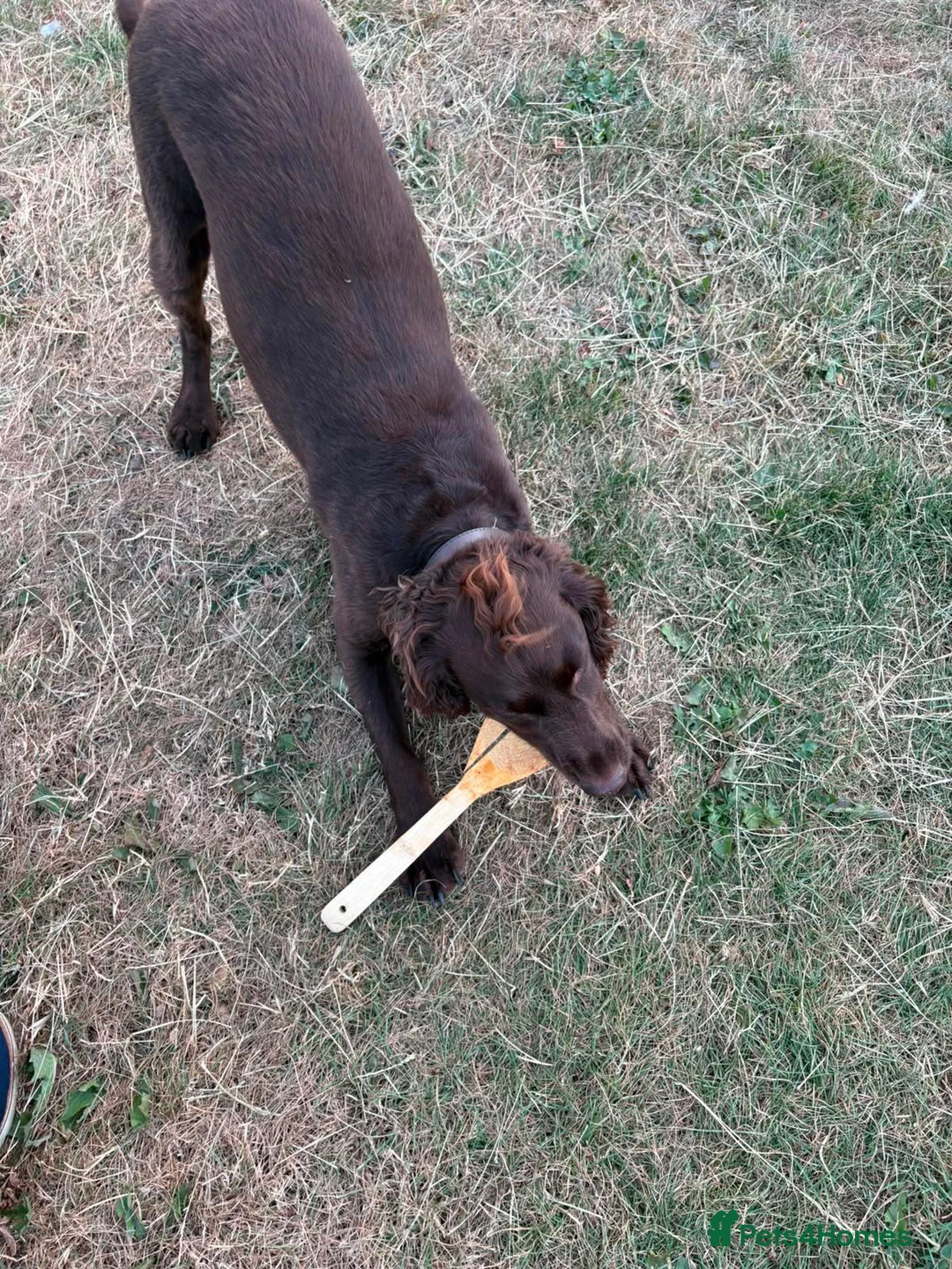 Cocker Spaniel dogs for sale: Working cocker spaniel  in Bristol - Advert 1