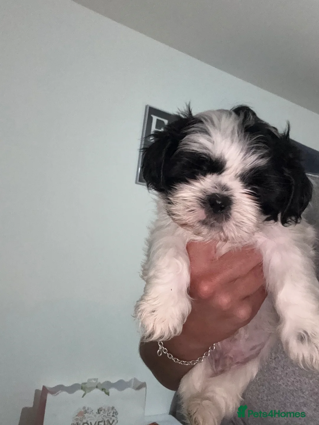 Shih Tzu dogs for sale: Shih tzu puppies  in Manchester - Advert 10