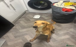 Lurcher dogs for sale: Male and female  - Image 2