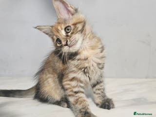 Maine Coon cats Last female tica registered available - Advert 5