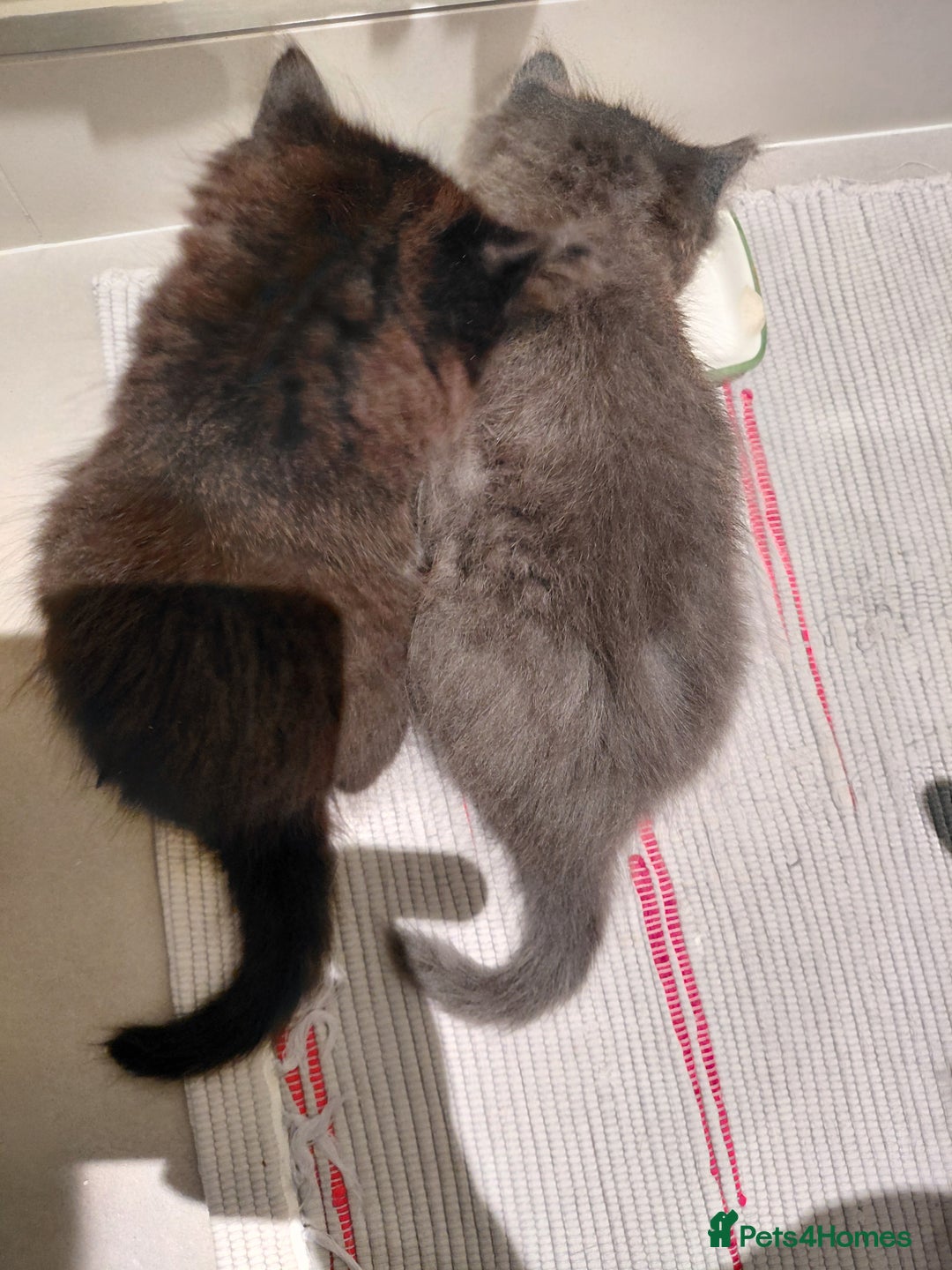 Mixed Breed cats for sale: Adorable mixed x russian blue x ragdoll - Advert 8