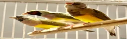 Finches birds for sale: Young Gouildan  Finches — 2 Hens & 1 Cock - Advert 8