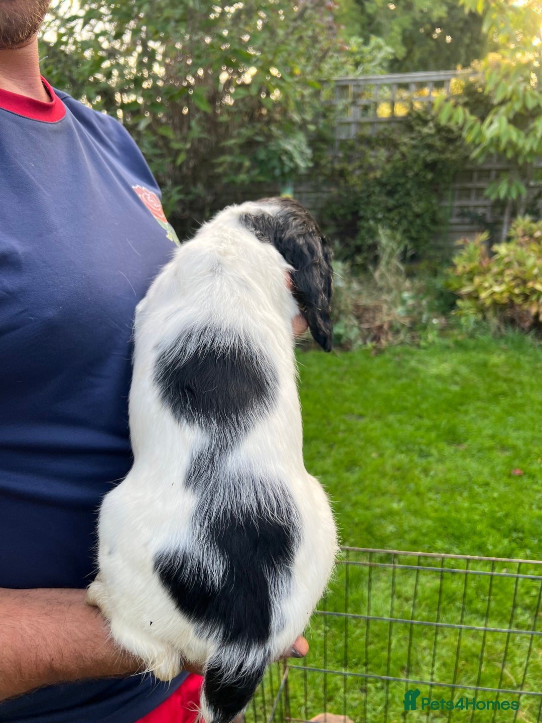 English Springer Spaniel dogs for sale: Traditional English springer spaniels  - Image 29