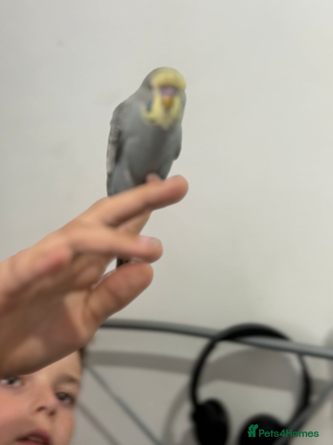 Budgerigars birds for sale: Baby budgie  - Image 6