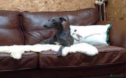 Whippet dogs for stud: BLUE PEDIGREE KC REGISTERED WHIPPET AT STUD in Salisbury - Image 14