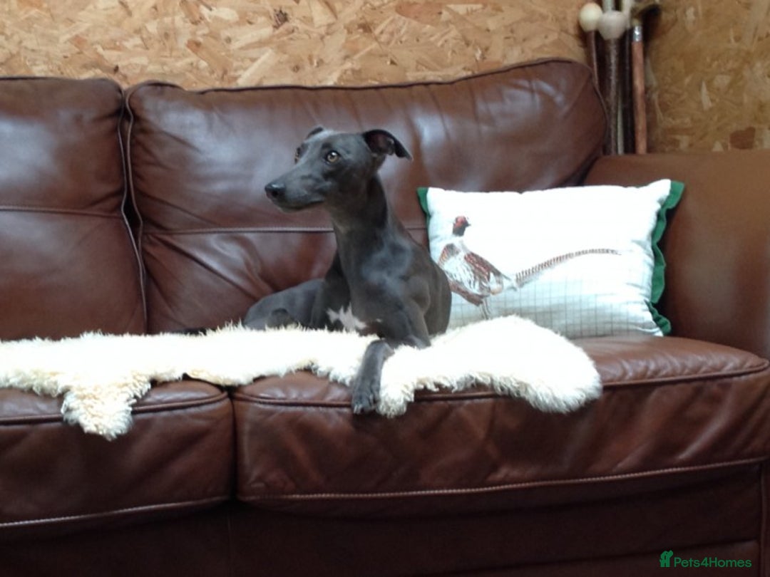Whippet dogs for stud: BLUE PEDIGREE KC REGISTERED WHIPPET AT STUD in Salisbury - Image 14