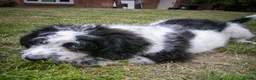 Saint Berdoodle dogs for sale: Premium St Berdoodle Puppies  - Advert 17