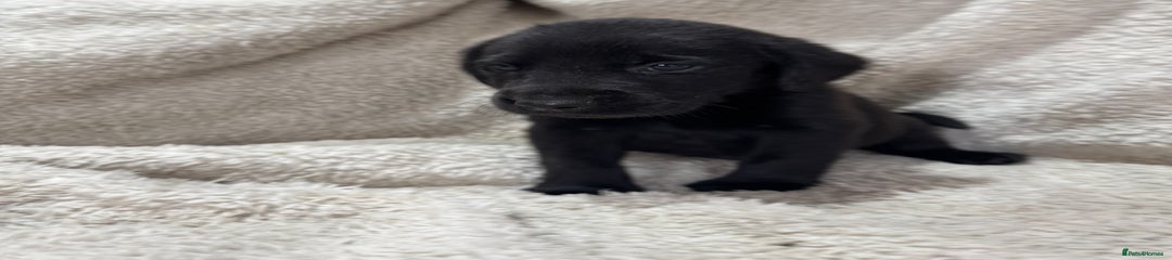 Labrador Retriever Puppy 1