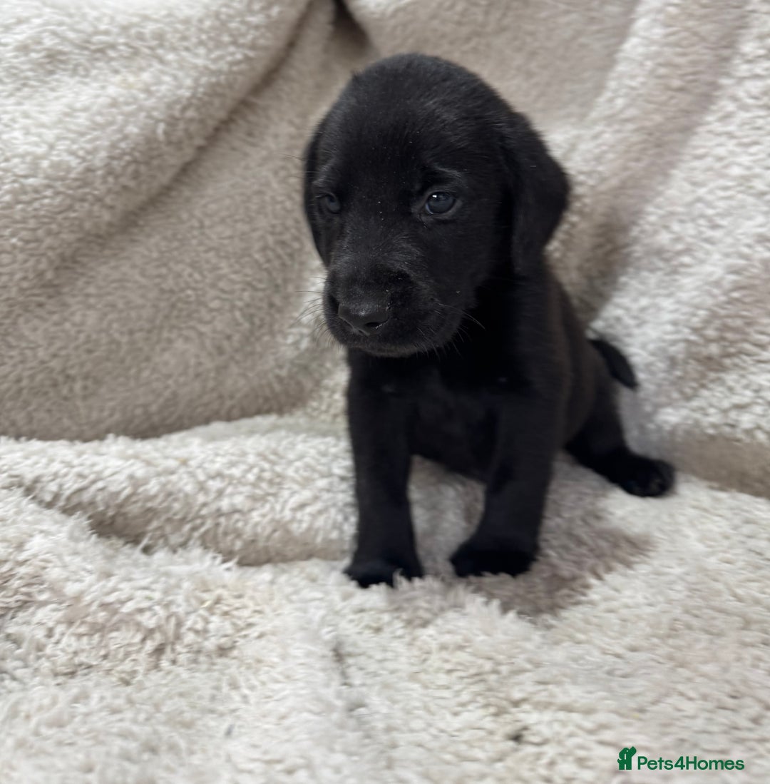 Labrador Retriever dogs for sale: Labrador Pups - Image 9